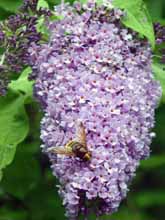 Hoverfly on buddleia